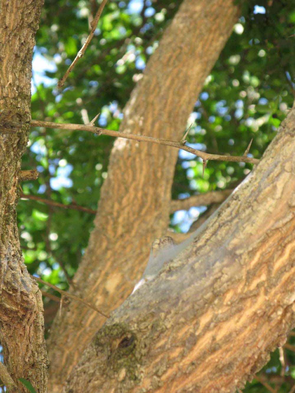            Bark (Winter Haven, FL)   